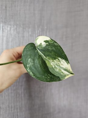 Scindapsus Jade Satin variegated