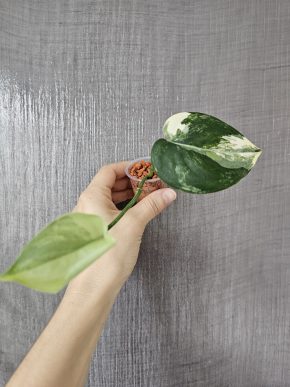 Scindapsus Jade Satin variegated