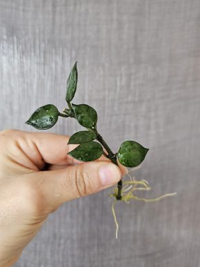 Hoya krohniana 'Black leaves' řízek