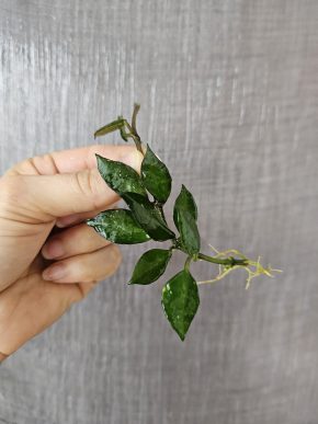 Hoya krohniana 'Black leaves' řízek