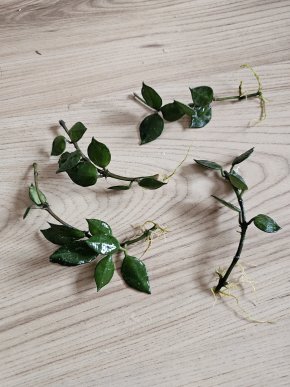 Hoya krohniana 'Black leaves' řízek