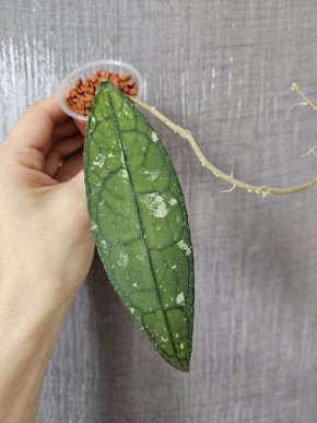 Hoya clemensiorum sp. Aceh