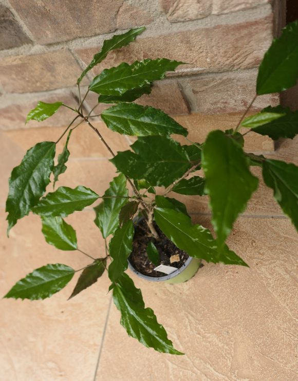 P1520196.JPG