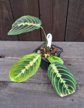 Maranta leuconeura fascinator 2 vel.S
