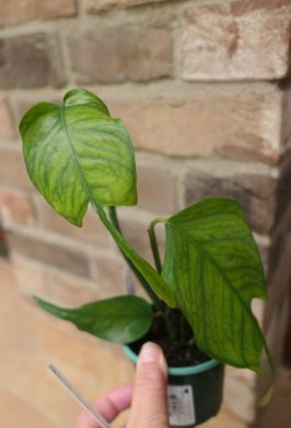 Epipremnum pinnatum “Skeleton Key”