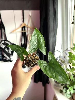 Syngonium Albo revert