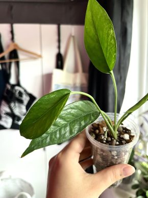 Epipremnum Pinnatum Albo variegata