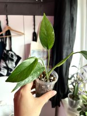 IMG_7609.jpeg