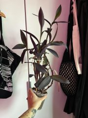 IMG_7625.jpeg