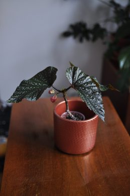 Begonia albopicta "Tamaya"