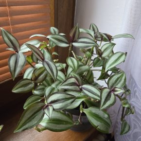 Tradescantia Zebrina Bosse