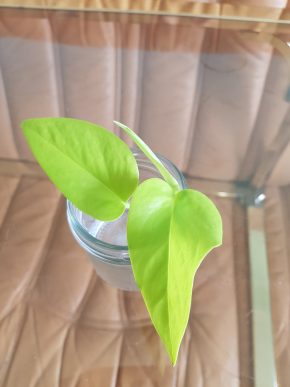 Epipremnum Neon -  čerstvý vrcholový řízek