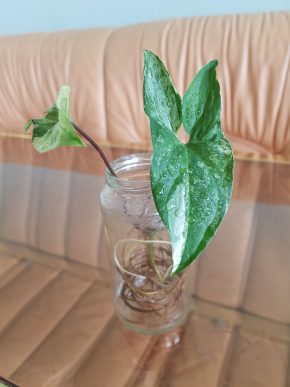Syngonium Albo Variegata - již kořenící řízek