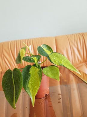 Philodendron Scandens Brasil - baby rostlinka