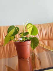 20250603_114443.jpg
