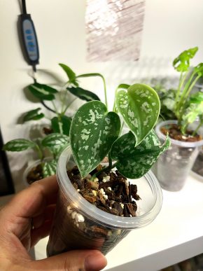 Scindapsus Pictus 🌿