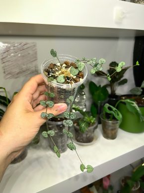 Ceropegia Woodii 🌿