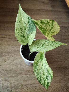 Epipremnum Snow Queen