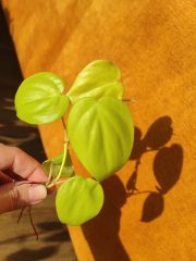 IMG_20250408_172050.jpg