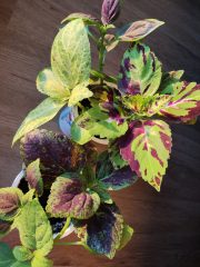 IMG_20250525_200825.jpg