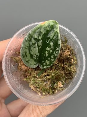 Scindapsus Snowfleck