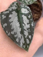 IMG_3575.jpeg