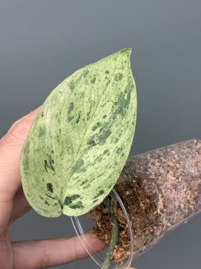 Scindapsus jade satin Marble variegatus