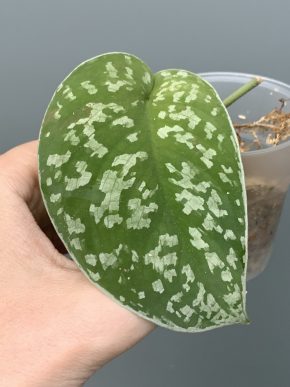 Scindapsus noid