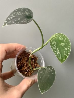 Scindapsus tricolour Dark Form
