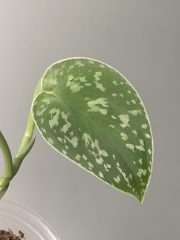 IMG_3609.jpeg