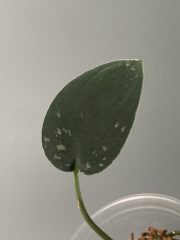 IMG_3610.jpeg