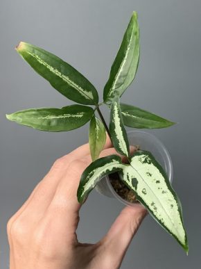 Syngonium Little Star