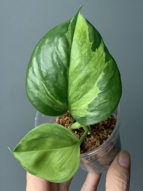 Epipremnum aureum Olivia