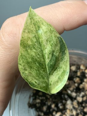 Epipremnum sp. Bali