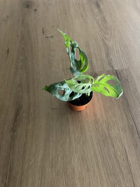 Monstera Esqueleo baby