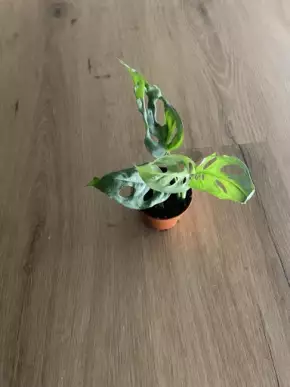 Monstera Esqueleo baby