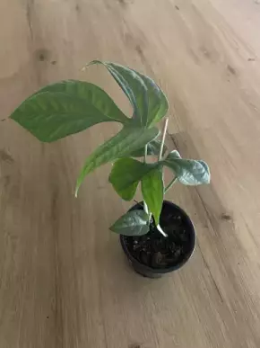 Monstera Spiderman / Amydrium Medium Silver