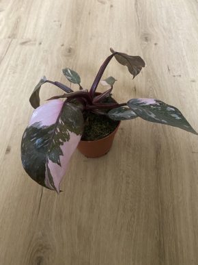 Philodendron Pink Princess Marble