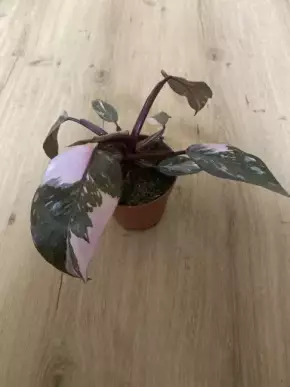 Philodendron Pink Princess Marble