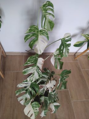 *VÝPRODEJ* Monstera Deliciosa Variegata