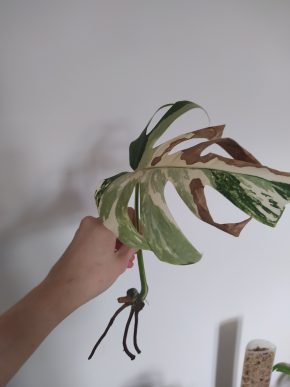 *VÝPRODEJ* Monstera Deliciosa Variegata