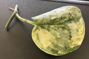 Scindapsus Geulis