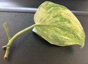 IMG_1739.jpeg