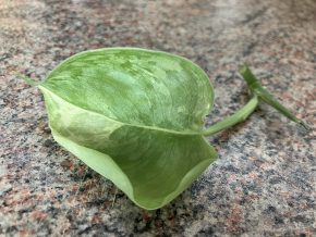Scindapsus Peasun