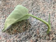 IMG_1741.jpeg