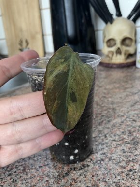Philodendron Micans Mint var