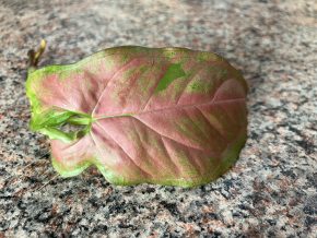 Syngonium Orm Nak Red