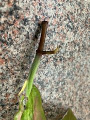 IMG_1743.jpeg