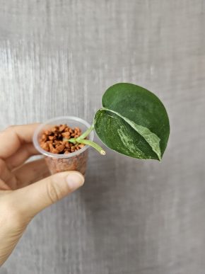 Scindapsus Jade Satin variegated