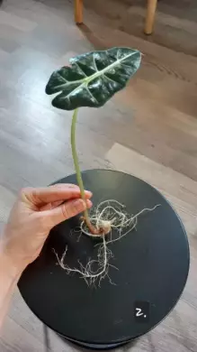 Alocasia polly